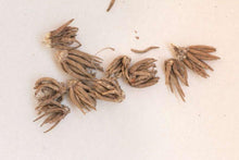 Load image into Gallery viewer, Ranunculus Rainbow Mix - Terrace Garden France