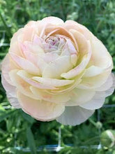 Load image into Gallery viewer, Ranunculus Romance "Maritime" - Terrace Garden France