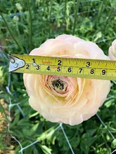 Load image into Gallery viewer, Ranunculus Romance "Maritime" - Terrace Garden France