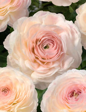 Load image into Gallery viewer, Ranunculus Romance "Maritime" - Terrace Garden France