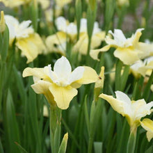 Load image into Gallery viewer, Iris sibirica 'Butter and Sugar' rhizome/bulb - Terrace Garden France