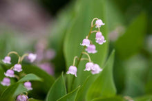Load image into Gallery viewer, lily of the valley pink flowers - Convallaria majalis 'Rosea' flower in bloom, showcasing the exquisite beauty of the 'Rosea' Lily of the Valley, available for purchase.