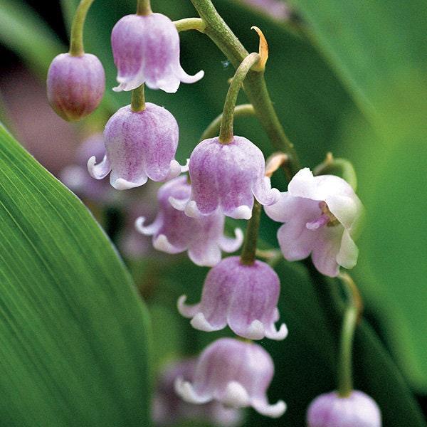 purple lily of the valley flower Convallaria majalis 'Rosea' bulbs/roots