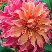 Load image into Gallery viewer, Dahlia 'Belle of Barmera' tuber - Terrace Garden France