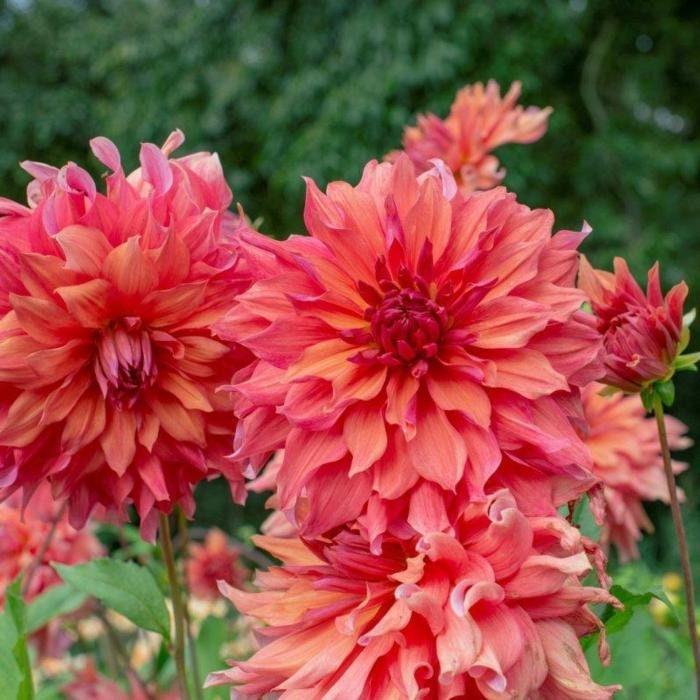 belle plants Dahlia 'Belle of Barmera' tuber