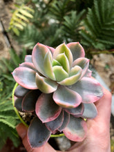 Load image into Gallery viewer, Echeveria Pink Vera Variegata - Terrace Garden France