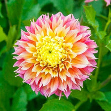 Load image into Gallery viewer, Dahlia 'Kogane Fubuki' tuber - Terrace Garden France