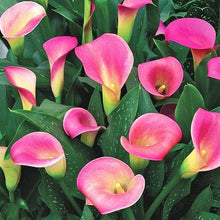 Load image into Gallery viewer, Calla Lily "Pillow Talk" - Terrace Garden France