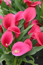 Load image into Gallery viewer, Calla Lily "California Red" - Terrace Garden France