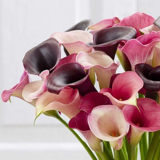 pink and white calla lilies Calla Lily "Pastels Mix" (Zantedeschia, Arum Lillies)