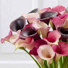 Load image into Gallery viewer, Calla Lily "Pastels Mix" - Terrace Garden France