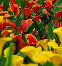 Load image into Gallery viewer, Calla Lily "Warm Tones Mix" - Terrace Garden France