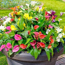 Charger l'image dans la galerie, Calla Lily "Rainbox Mix" - Terrace Garden France
