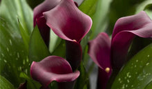 Load image into Gallery viewer, Calla Lily "Macau" - Terrace Garden France