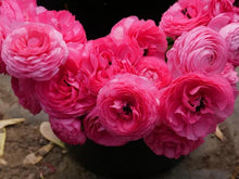 Load image into Gallery viewer, Ranunculus Amandine "Rose" - Terrace Garden France