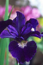 Load image into Gallery viewer, Iris Sibirica "Shirley Pope" rhizome/bulb - Terrace Garden France