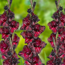 Load image into Gallery viewer, Gladiolus "Black Sea" bulbs - Terrace Garden France
