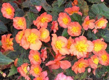 Load image into Gallery viewer, Begonia multiflora 'Peardrop' - Terrace Garden France