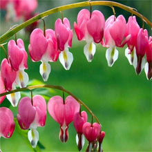 Load image into Gallery viewer, Bleeding Hearts roots/rhizomes (Dicentra spectabilis; Lamprocapnos spectabilis) - Terrace Garden France