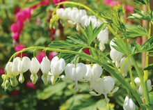 Load image into Gallery viewer, White Bleeding Hearts plant roots/rhizomes (Dicentra spectabilis 'Alba'; Lamprocapnos spectabilis) - Terrace Garden France