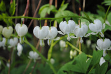 Load image into Gallery viewer, White Bleeding Hearts plant roots/rhizomes (Dicentra spectabilis 'Alba'; Lamprocapnos spectabilis) - Terrace Garden France