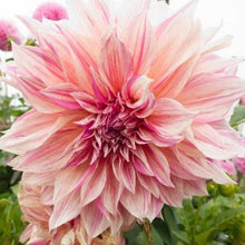Load image into Gallery viewer, Dahlia 'Café au Lait Twist' tuber - Terrace Garden France