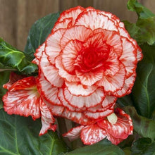 Load image into Gallery viewer, Begonia Picotee "Marmorata" - Terrace Garden France