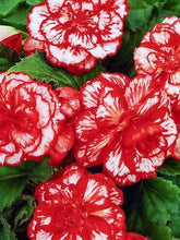 Load image into Gallery viewer, Begonia Picotee "Marmorata" - Terrace Garden France