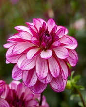 Load image into Gallery viewer, Dahlia "Seduction" tuber - Terrace Garden France