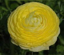 Load image into Gallery viewer, Ranunculus Friandine "Lemon" - Terrace Garden France
