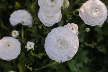 Load image into Gallery viewer, Ranunculus Amandine "Snowflake" - Terrace Garden France