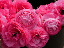 Load image into Gallery viewer, Ranunculus Amandine "Rose" - Terrace Garden France