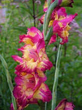 Load image into Gallery viewer, Gladiolus "Far West" bulbs - Terrace Garden France