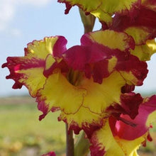 Load image into Gallery viewer, Gladiolus "Far West" bulbs - Terrace Garden France