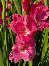 Load image into Gallery viewer, Gladiolus "Pink Parrot" bulbs - Terrace Garden France