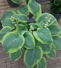 Load image into Gallery viewer, Hosta sieboldiana "Frances Williams" bulbs/roots - Terrace Garden France