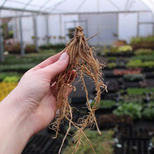 Load image into Gallery viewer, Hosta sieboldiana "Frances Williams" bulbs/roots - Terrace Garden France