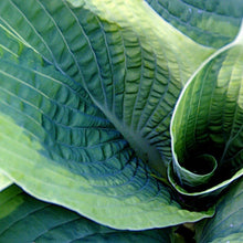Load image into Gallery viewer, Hosta sieboldiana &quot;Frances Williams&quot; bulbs/roots
