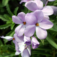Load image into Gallery viewer, Phlox paniculata &quot;Lilac Time&quot; roots/bulb
