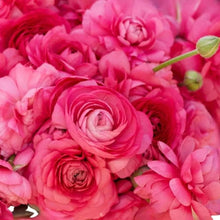 Load image into Gallery viewer, Ranunculus Amandine "Bonbon" - Terrace Garden France