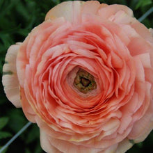 Load image into Gallery viewer, Ranunculus Amandine "Salmon" - Terrace Garden France