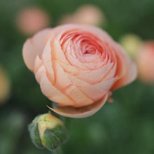 Load image into Gallery viewer, Ranunculus Amandine "Salmon" - Terrace Garden France