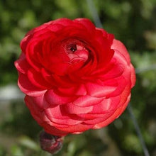 Load image into Gallery viewer, Ranunculus Pauline "Carmine" - Terrace Garden France
