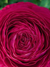 Load image into Gallery viewer, Ranunculus Pauline "Carmine" - Terrace Garden France