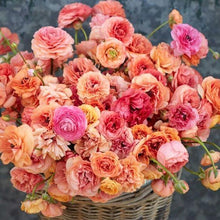 Load image into Gallery viewer, Ranunculus Pauline "Champagne" - Terrace Garden France
