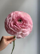 Load image into Gallery viewer, Ranunculus Romance "Maillane" - Terrace Garden France