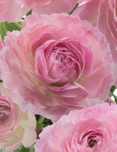 Load image into Gallery viewer, Ranunculus Romance "Maillane" - Terrace Garden France