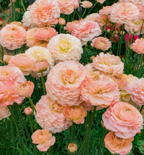 Load image into Gallery viewer, Ranunculus Romance "Plage" - Terrace Garden France
