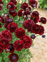 Load image into Gallery viewer, Ranunculus Romance "Perigord" - Terrace Garden France
