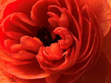 Load image into Gallery viewer, Ranunculus Romance "Paradou" - Terrace Garden France